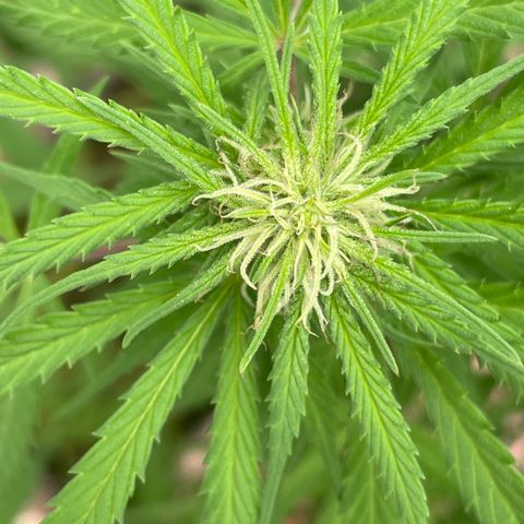 Lemon cake 3 growlog timeline photo
