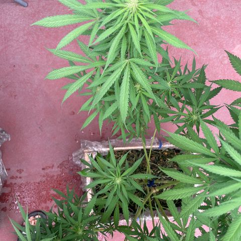 Lemon cake 3 growlog timeline photo