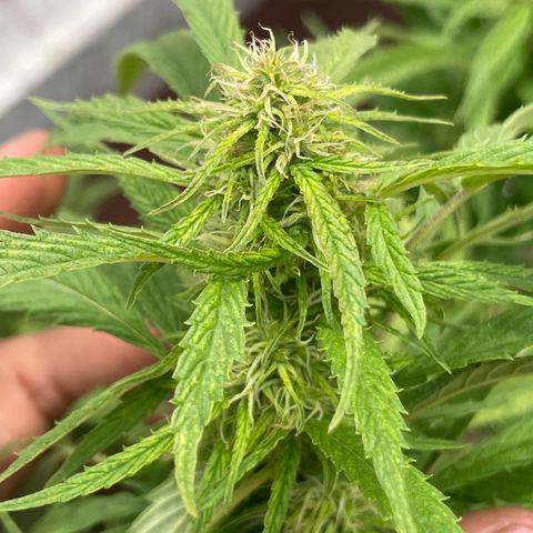 Lemon cake 4 growlog timeline photo