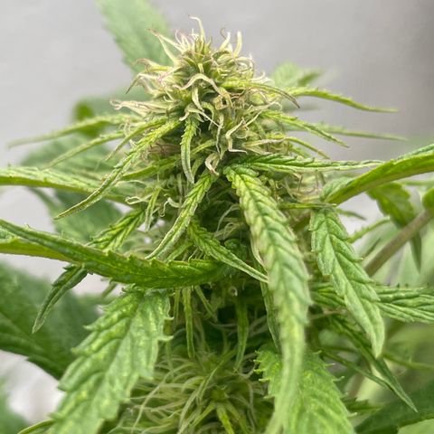 Lemon cake 4 growlog timeline photo