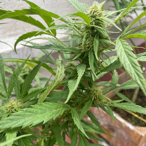 Lemon cake 4 growlog timeline photo