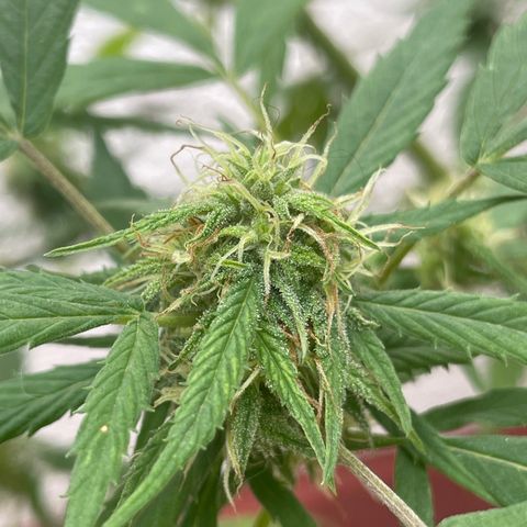Lemon cake 4 growlog timeline photo