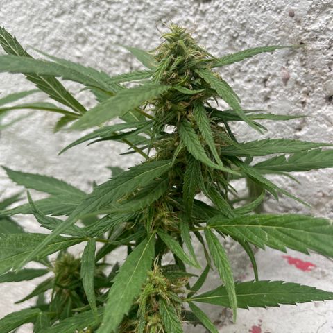 Lemon cake 4 growlog timeline photo