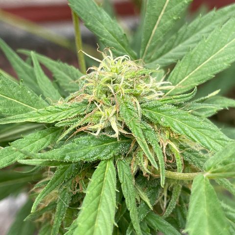 Lemon cake 4 growlog timeline photo