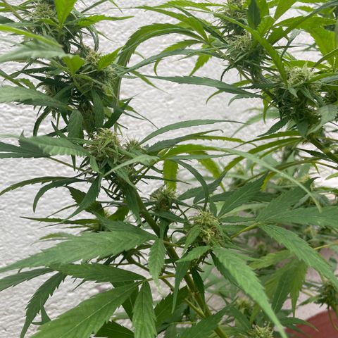Lemon cake 4 growlog timeline photo