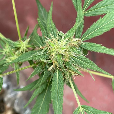 Lemon cake 4 growlog timeline photo