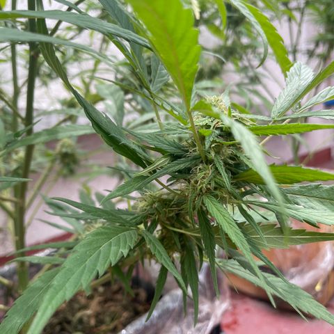 Lemon cake 4 growlog timeline photo
