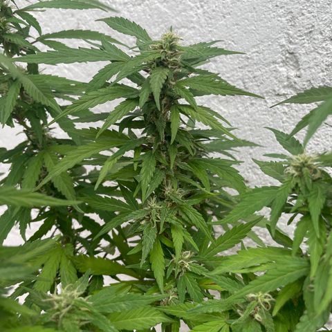 Lemon cake 5 growlog timeline photo