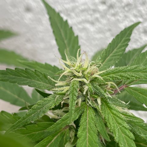 Lemon cake 5 growlog timeline photo