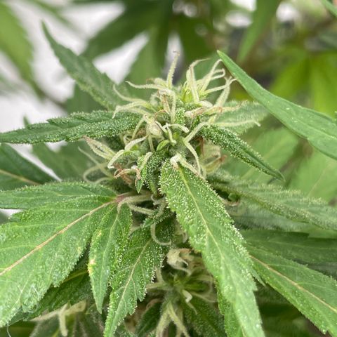 Lemon cake 5 growlog timeline photo