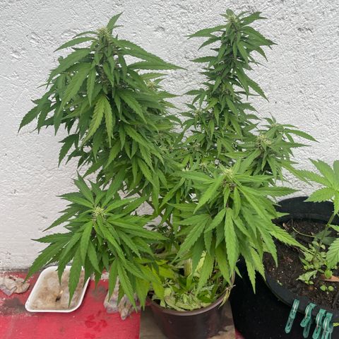 Lemon cake 5 growlog timeline photo