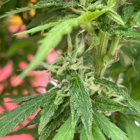 Lemon cake 5 growlog timeline photo