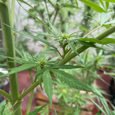 Lemon cake 7 growlog timeline photo