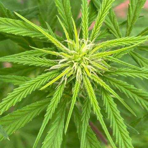 Lemon cake 7 growlog timeline photo