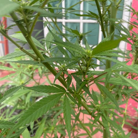 Lemon cake 7 growlog timeline photo