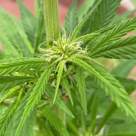Lemon cake 7 growlog timeline photo