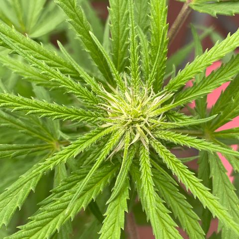 Lemon cake 6 growlog timeline photo