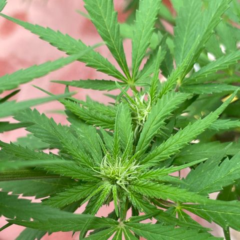 Lemon cake 6 growlog timeline photo