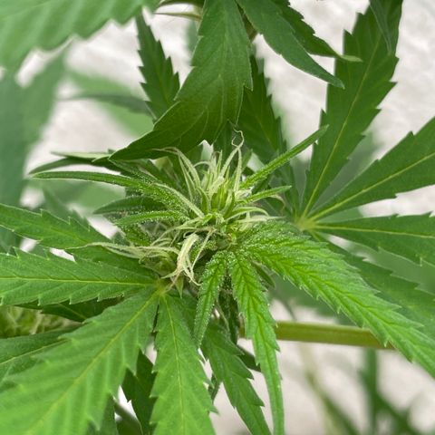 Lemon cake 6 growlog timeline photo