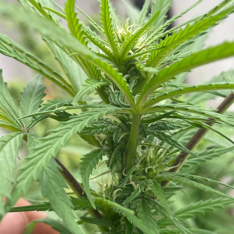 Lemon cake 6 growlog timeline photo