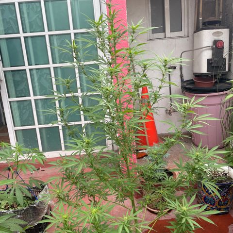 Lemon cake 7 growlog timeline photo