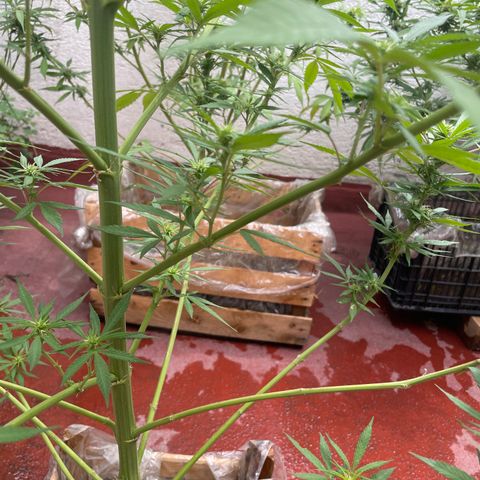 Lemon cake 7 growlog timeline photo