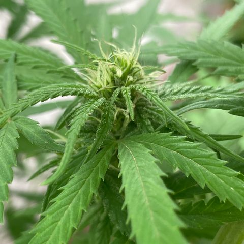 Lemon cake 6 growlog timeline photo