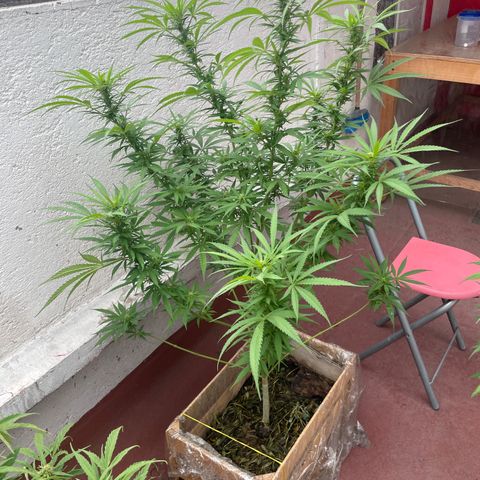 Lemon cake 6 growlog timeline photo