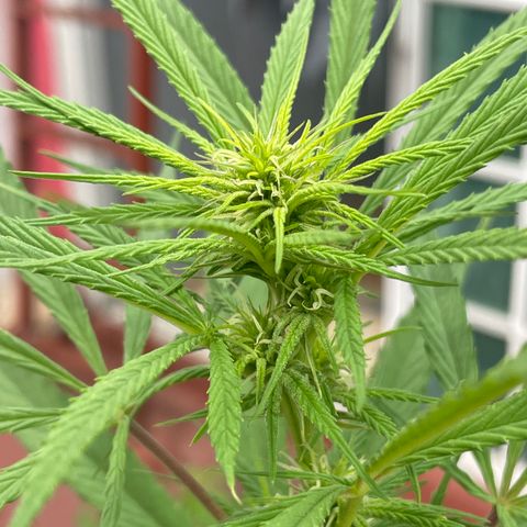 Lemon cake 7 growlog timeline photo