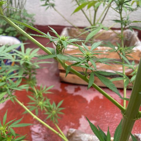 Lemon cake 7 growlog timeline photo