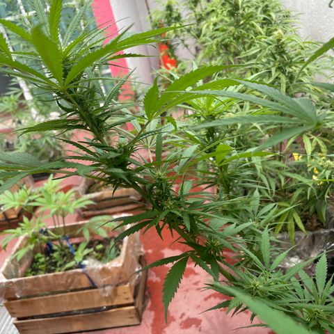 Lemon cake 6 growlog timeline photo