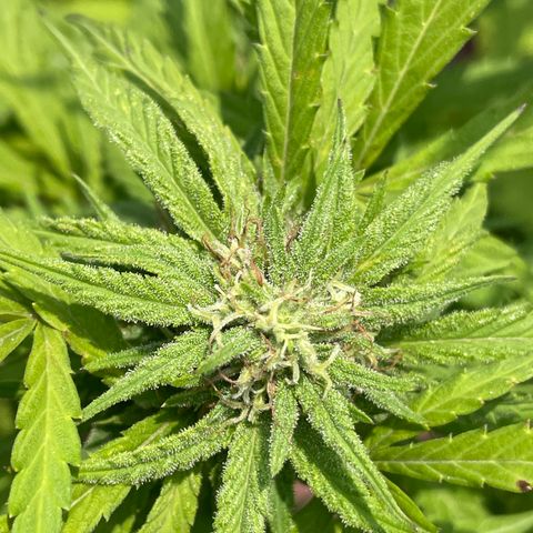 Orange juice(??? growlog timeline photo