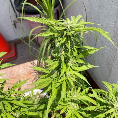 Orange juice(??? growlog timeline photo