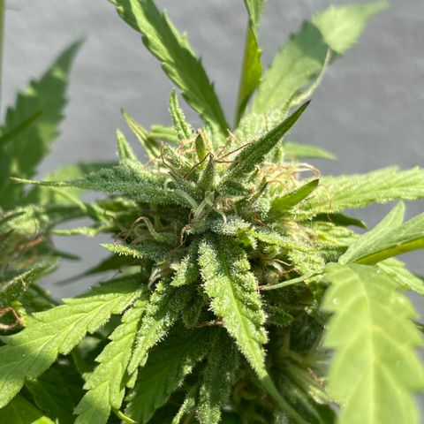 Orange juice(??? growlog timeline photo