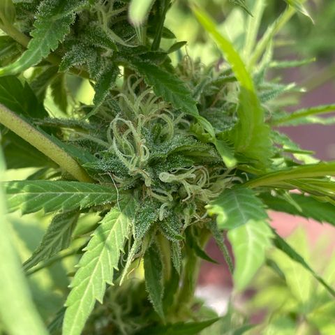 Orange juice(??? growlog timeline photo