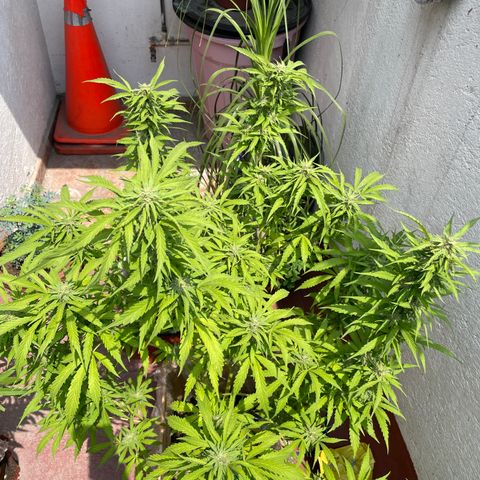 Orange juice(??? growlog timeline photo
