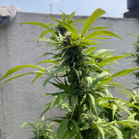 Orange juice(??? growlog timeline photo