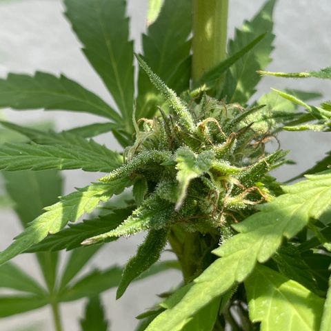 Orange juice(??? growlog timeline photo