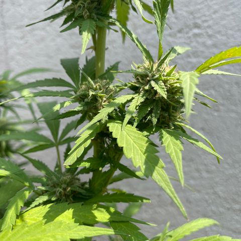 Orange juice(??? growlog timeline photo