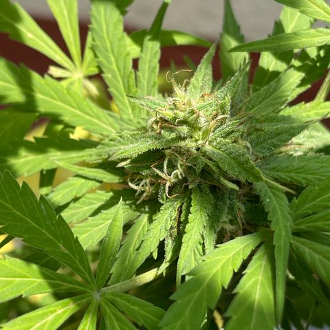 Orange juice(??? growlog timeline photo