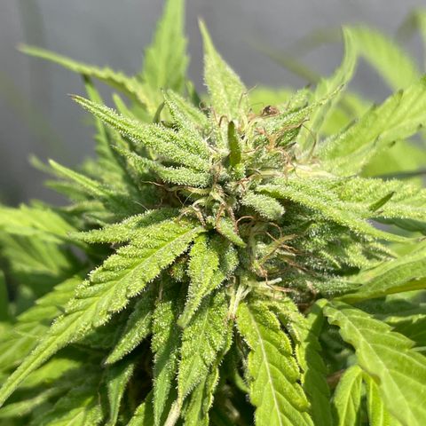 Orange juice(??? growlog timeline photo
