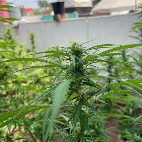 Lemon cake 3 growlog timeline photo