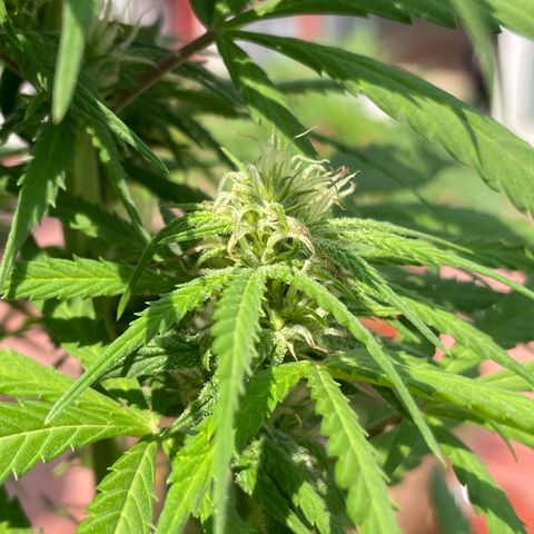 Lemon cake 3 growlog timeline photo