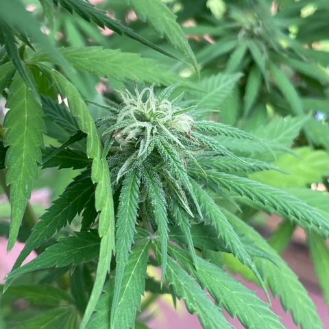 Lemon cake 3 growlog timeline photo
