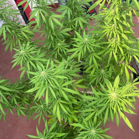 Lemon cake 3 growlog timeline photo