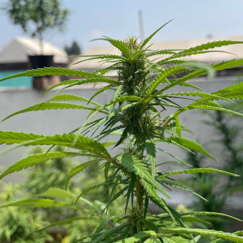 Lemon cake 3 growlog timeline photo