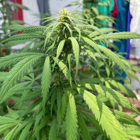 Lemon cake 3 growlog timeline photo