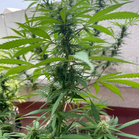 Lemon cake 3 growlog timeline photo