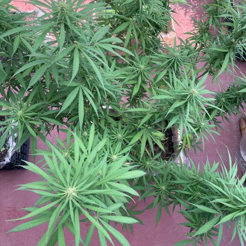 Lemon cake 3 growlog timeline photo