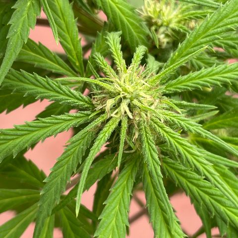 Lemon cake 3 growlog timeline photo